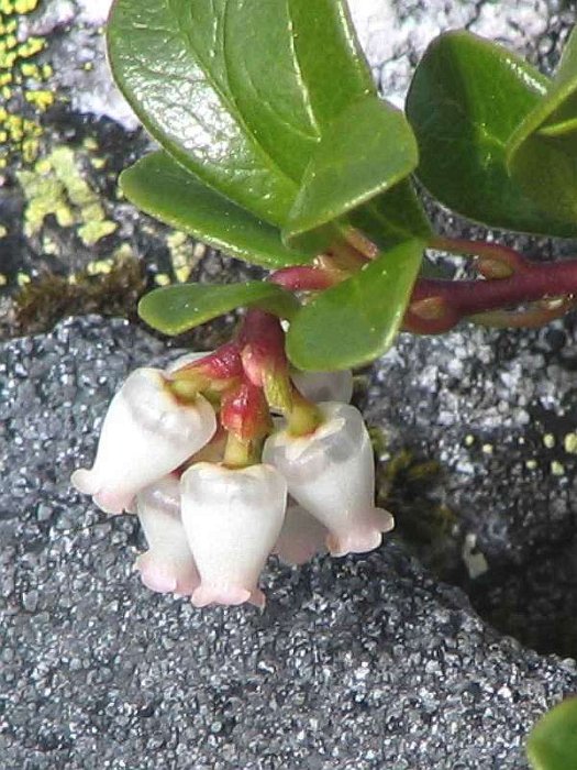 Arctostaphylos uva-ursi (2)